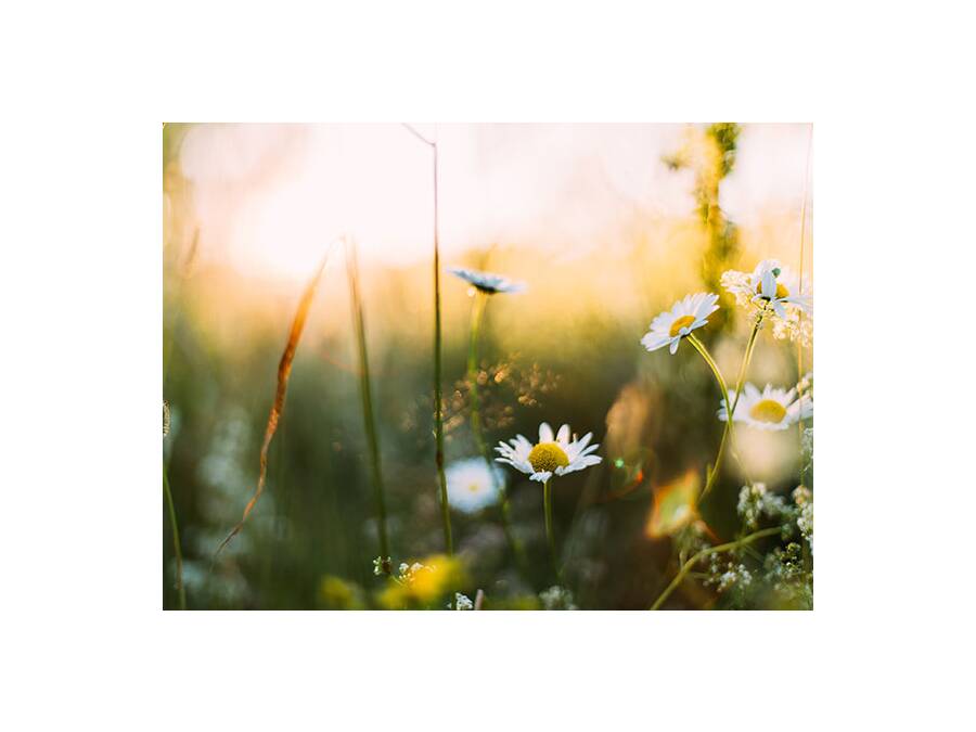 Arriva la primavera! Il momento migliore per un nuovo campanello - Arriva la primavera! Il momento migliore per un nuovo campanello